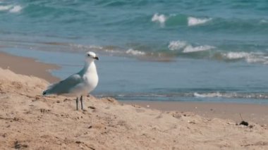 Deniz kıyısında dalgaları ile tarafından kum üzerinde yürüme martı