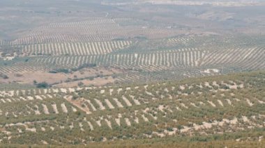 Kuru İspanyolca topraklarında yetişen büyük zeytinlik Üstten Görünüm