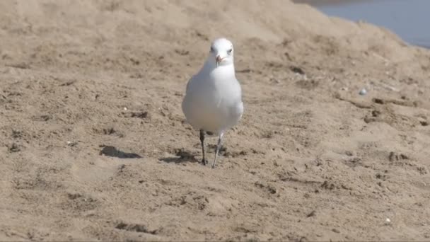 Чайка, що йде піском на березі моря з хвилями — стокове відео