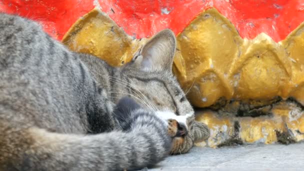 Bonito gato de mesa dorme sob uma estátua de um Buda dourado na Colina dos Budas Grandes em Pattaya, Tailândia — Vídeo de Stock