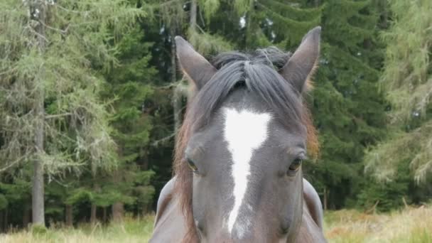 Vackra ögon av svarta och vita häst som skrubbsår på en äng titt på kameran — Stockvideo