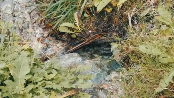 Flujo rápido de agua de montaña vista de cerca. Corriente de montaña pura con agua clara fluye a través de una zona verde — Vídeo de stock