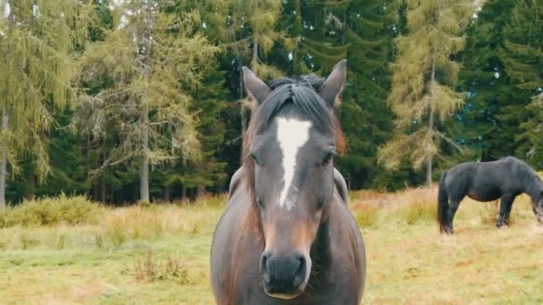 Vackra svarta och vita hästar betar på en pittoresk grön österrikiska gräsmatta — Stockvideo