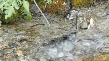 Saf dağ dere temiz su ile yeşil bir alan üzerinden akar. Dağ su hızlı akış görünümü kapatın. Ormandaki nehir closeup, ayrıntı akan su