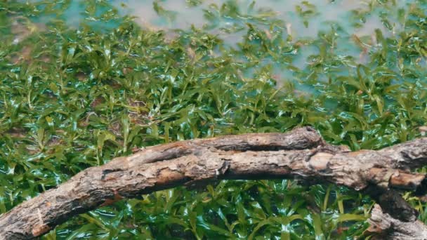 Des gouttes de pluie coulent sur une grande flaque d'eau. Pluies tropicales en Thaïlande 