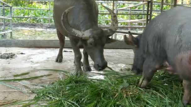 Dos grandes búfalos con cuernos comiendo hierba en jaula — Vídeos de Stock