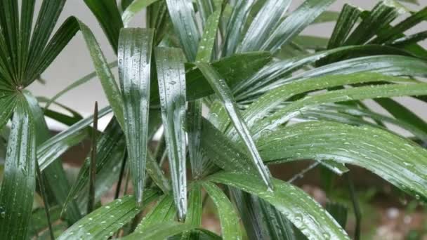 As gotas de chuva fluem para baixo nas folhas de palma. Chuva tropical em países asiáticos — Vídeo de Stock