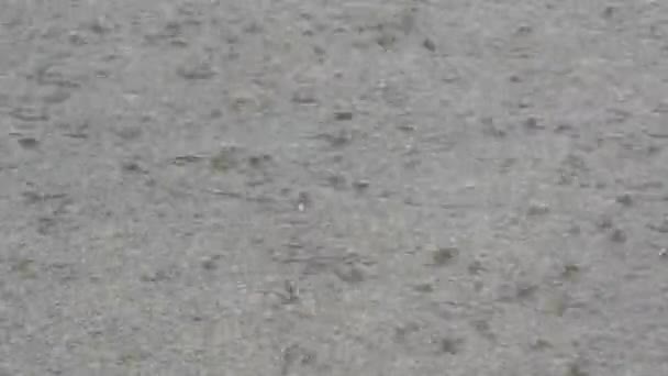 Gotas de fuertes lluvias caen sobre asfalto. Lluvias tropicales — Vídeo de stock