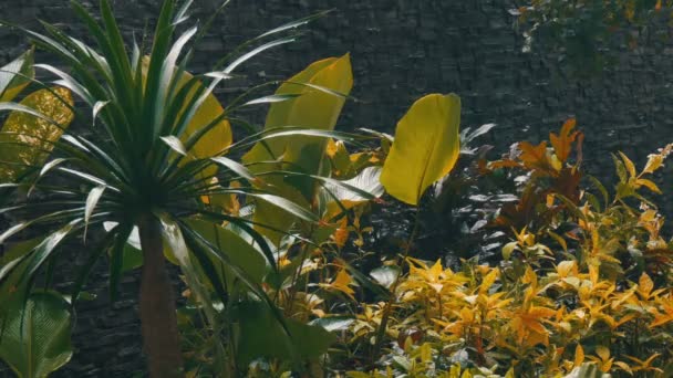 Las gotas de lluvia caen sobre las hojas de las palmas. Lluvia tropical en países asiáticos — Vídeos de Stock