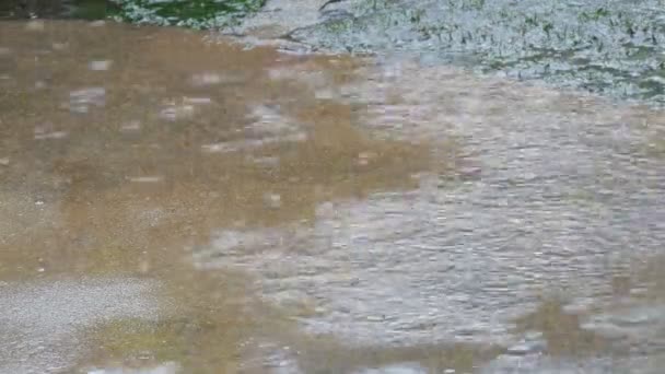 Gotas de fuertes lluvias caen sobre asfalto. Lluvias tropicales — Vídeos de Stock