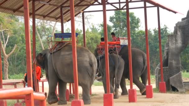 ПАТТАЯ, Таиланд - 25 ДЕКАБРЯ 2017: Деревня слонов. Разные слоны на спине водят туристов . — стоковое видео