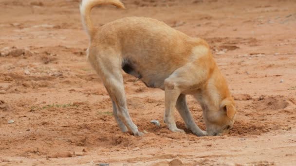 Perro hambriento sin hogar cava algo en el suelo y lo mastica — Vídeo de stock