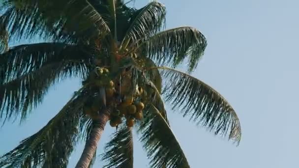 Kokospalmen met groene kokosnoten op palmboom — Stockvideo