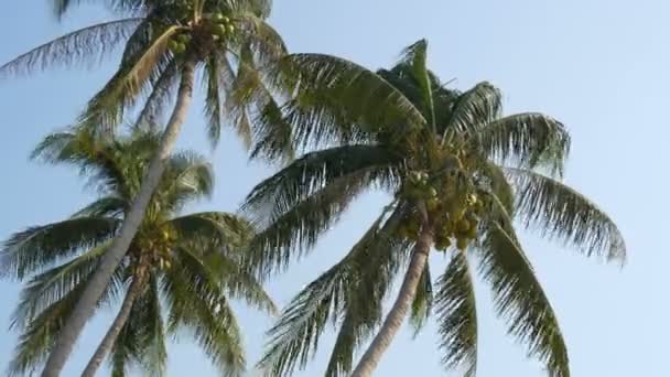 Drie kokospalmen met groene kokosnoten op palmboom — Stockvideo