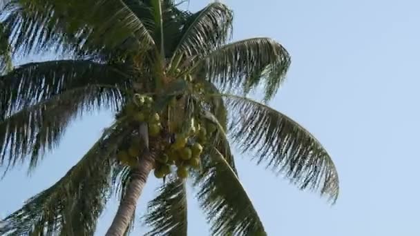 Kokospalmen met groene kokosnoten op palmboom — Stockvideo