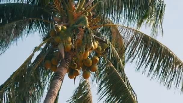 Kókusz pálmák, zöld kókuszdió pálmafa — Stock videók