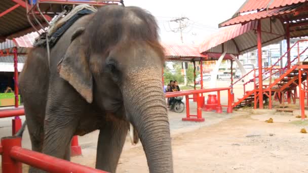 Большой старый тайский слон стоит за забором в деревне слонов — стоковое видео