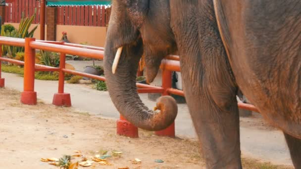 L'elefante mangia ananas da terra. L'elefante tocca i lunghi tronchi verdi — Video Stock