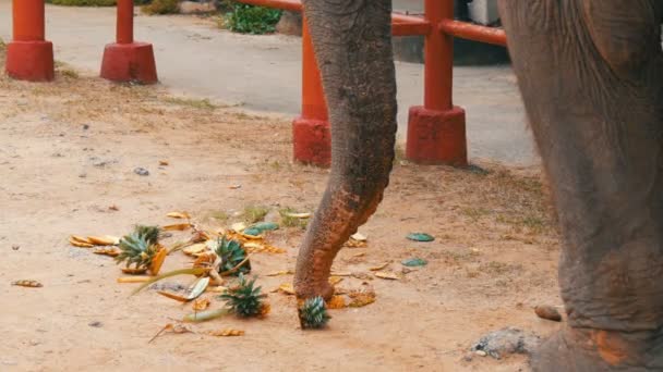 Az elefánt ananász eszik a földről. Az elefánt érinti a hosszú törzs zöldek — Stock videók