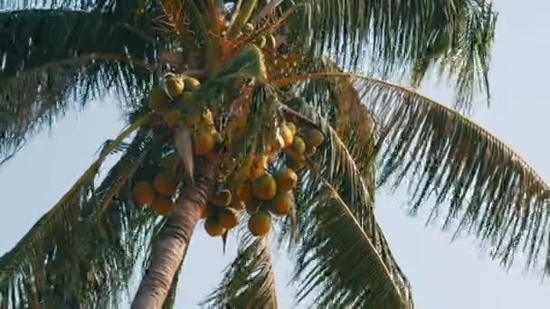 Kokospalmen met groene kokosnoten op palmboom — Stockvideo