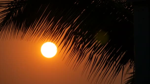 Gran puesta de sol sol rojo sobre el fondo de hojas de palma — Vídeos de Stock