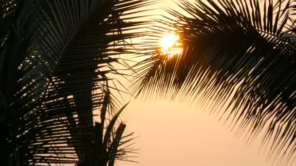 Lenyűgöző szépsége, a vörös naplemente egy nagy nap a háttérben palm levelek — Stock videók