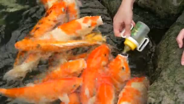Female hand feeds from a bottle of Japanese red carp — Stock Video