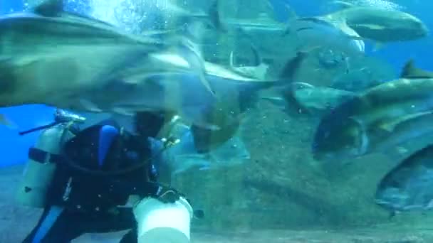 Pattaya, Tailandia - 23 de enero de 2018: El buceador alimenta a tiburones y otros peces grandes en el acuario con vidrio transparente — Vídeos de Stock