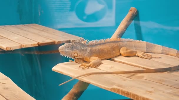 Iguane gris derrière le verre dans l'enceinte du zoo — Video