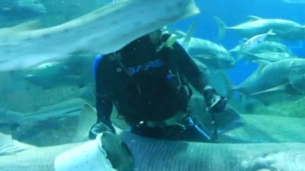 Pattaya, Thaiföld - 2018. január 23.: a Scuba diver táplálja a cápák és más nagy halak az akváriumban, átlátszó üveggel — Stock videók