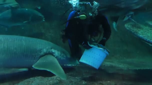 Pattaya, Tailandia - 23 de enero de 2018: El buceador alimenta a tiburones y otros peces grandes en el acuario con vidrio transparente — Vídeo de stock