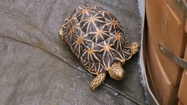 Grappige schildpad kruipt op de verdieping van de woller in dierentuin — Stockvideo