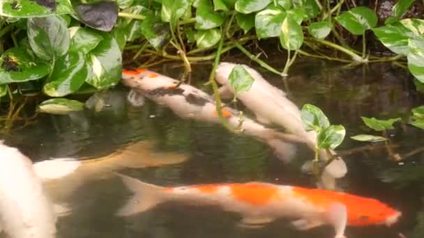 大美丽的红色日本鲤鱼在池塘滑稽的饮料水 — 图库视频影像