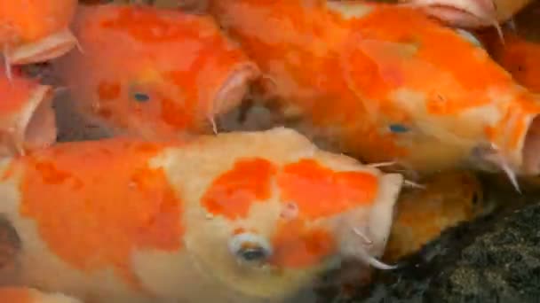 Gran bandada de peces Japonés carpa roja divertida boca abierta vista de cerca — Vídeos de Stock