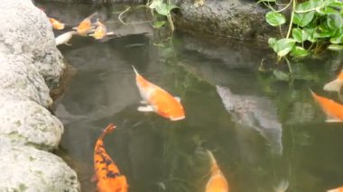 Büyük güzel kırmızı Japon sazan gölet