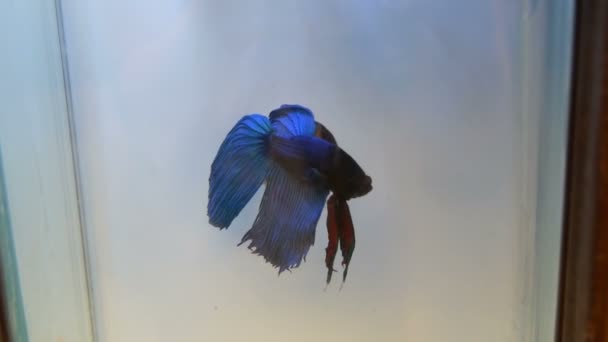 Krásný modrý kohout ryby s působivě dlouhý ocas a ploutve plave v mini akvárium — Stock video
