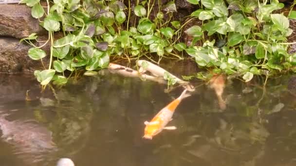 Velké krásné červené japonských kaprů v rybník legrační pít vody — Stock video
