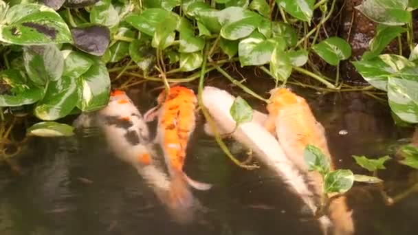 Büyük güzel kırmızı Japon sazan gölet komik içecek su — Stok video