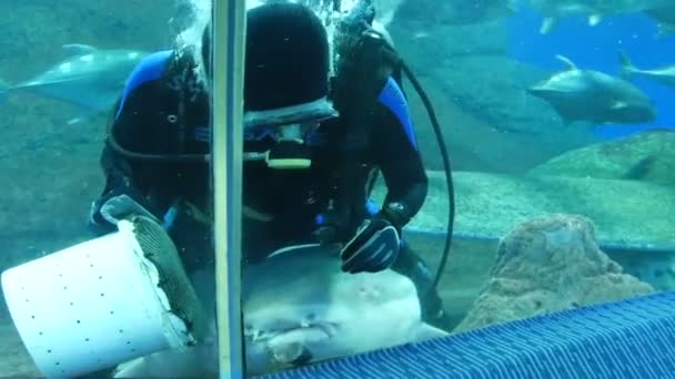 파타야, 태국-2018 년 1 월 23 일: 스쿠버 다이 버 피드 상어와 투명 한 유리 수족관에 있는 다른 큰 물고기 — 비디오