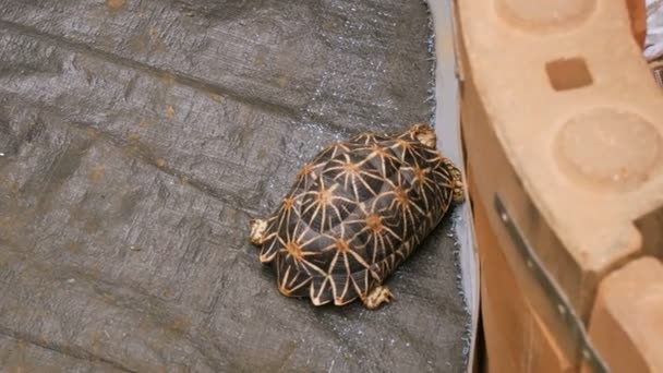 Grappige schildpad kruipt op de verdieping van de woller in dierentuin — Stockvideo