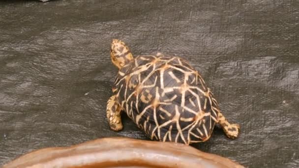 Grappige schildpad kruipt op de verdieping van de woller in dierentuin — Stockvideo