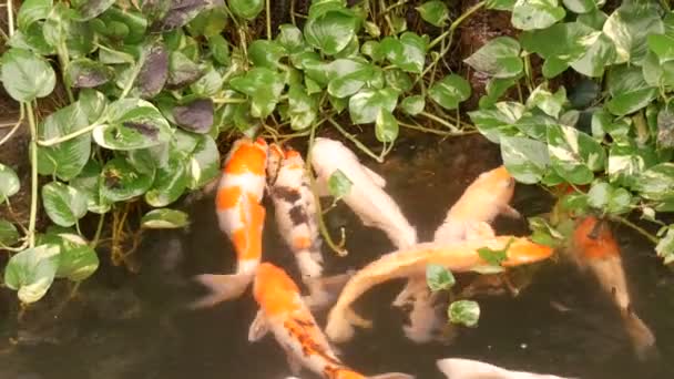 Grande hermoso rojo japonés carpa en estanque divertido beber agua — Vídeos de Stock
