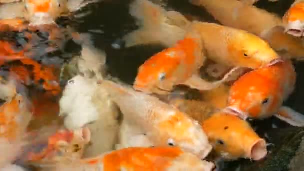 Grand troupeau de poissons japonais carpe rouge drôle bouche ouverte vue rapprochée — Video