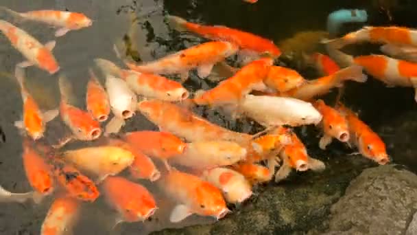 Grand troupeau de poissons japonais carpe rouge drôle bouche ouverte vue rapprochée