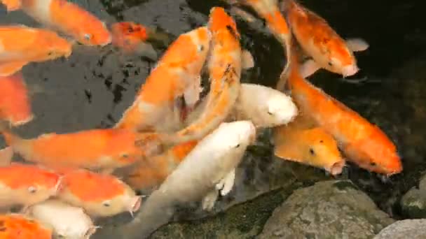 Große Fischschwärme japanischer Roter Karpfen lustig mit offenem Maul Nahaufnahme — Stockvideo