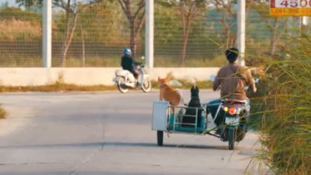 Pattaya, thailand - 15. januar 2018: besitzer fährt mit seinen hunden auf einem motorrad die straße entlang und trägt seine großen hunde in einem trolley — Stockvideo