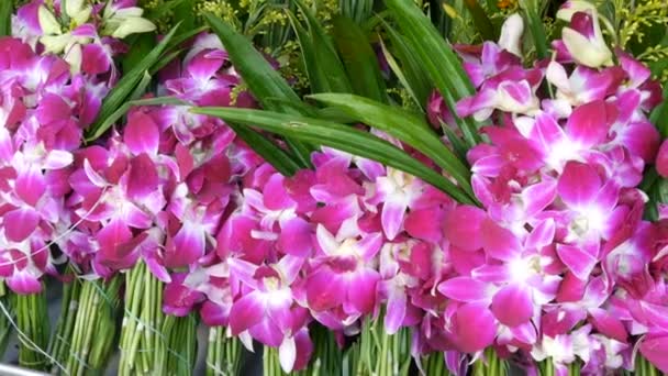 Mooie paarse Thaise bloemen. Exotische bloemen van Azië voor het aanbieden van Boeddha — Stockvideo