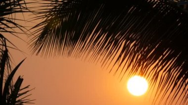 Palm zemin karşı büyük bir güneş kırmızı günbatımı güzellik çarpıcı bırakır