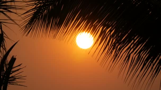Großer Sonnenuntergang rote Sonne vor dem Hintergrund der Palmblätter — Stockvideo