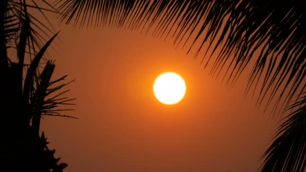 Fantastiska solnedgång röda solen mot bakgrund av palm lämnar — Stockvideo